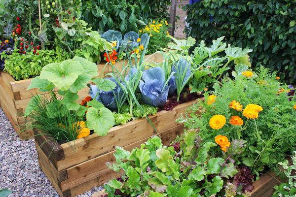 Outdoor raised beds with a variety of warm-season vegetables